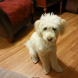 Meet your Posher, Annie